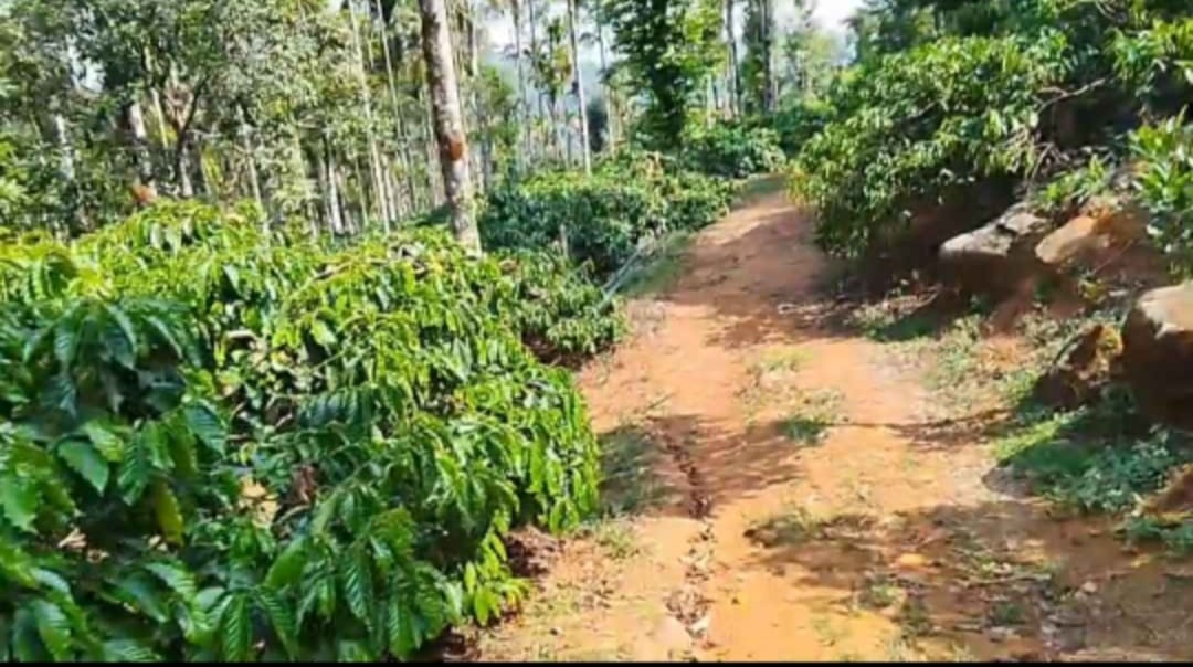 23-Acre Coffee Estate for Sale in Sakleshpur (near Bykaravalli)
