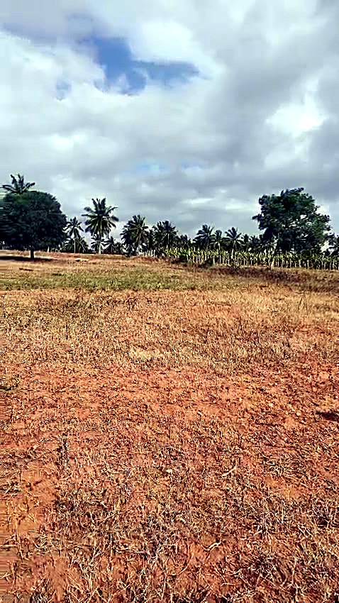 2 Acres 29 Guntas Farmland in Gundlupet, Chamarajanagar