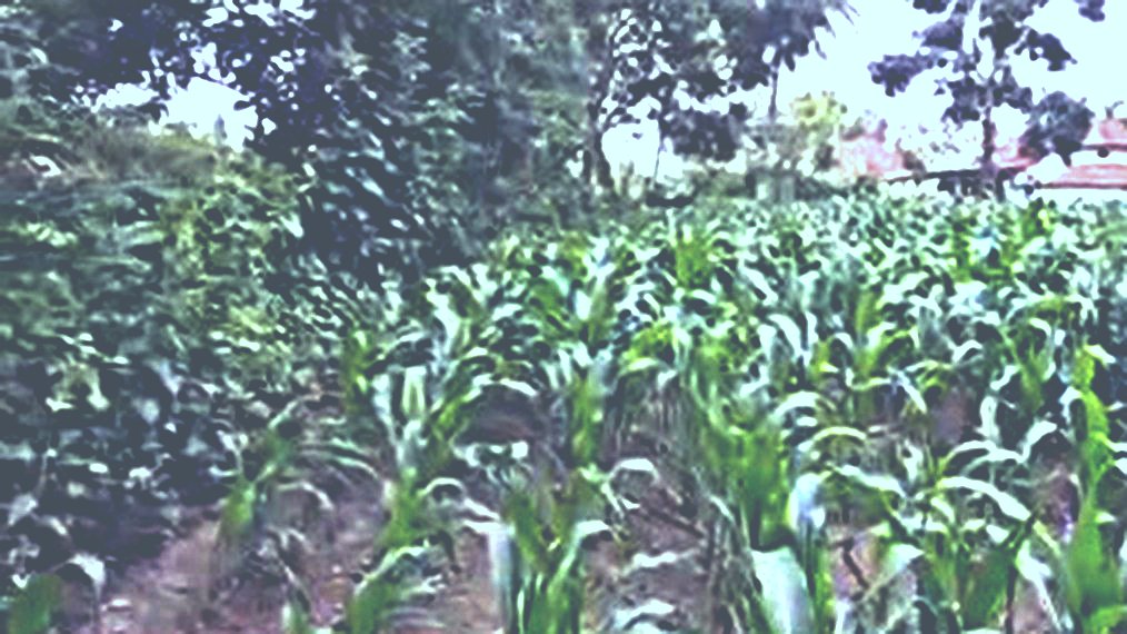 4 Acre Farmland with Coconut and Mango Plantation near Belur, Hassan