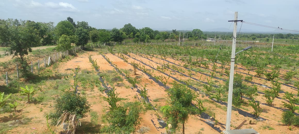4 acre 16 gunta fully developed farm land and 65 KM Yelahanka