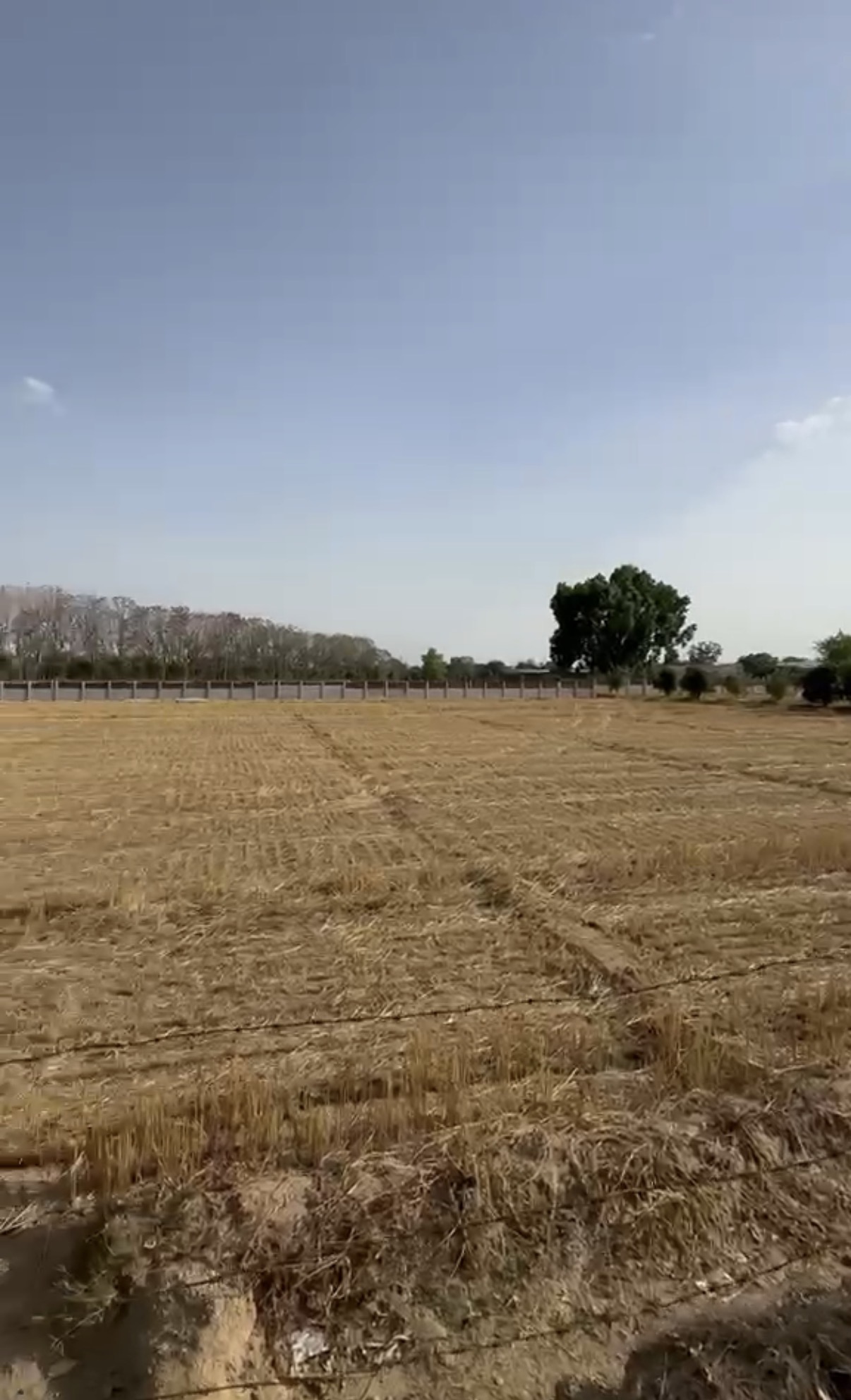 Expansive Private Farmland with Lush Trees | 4 Acres, Bir Hisar, Haryana