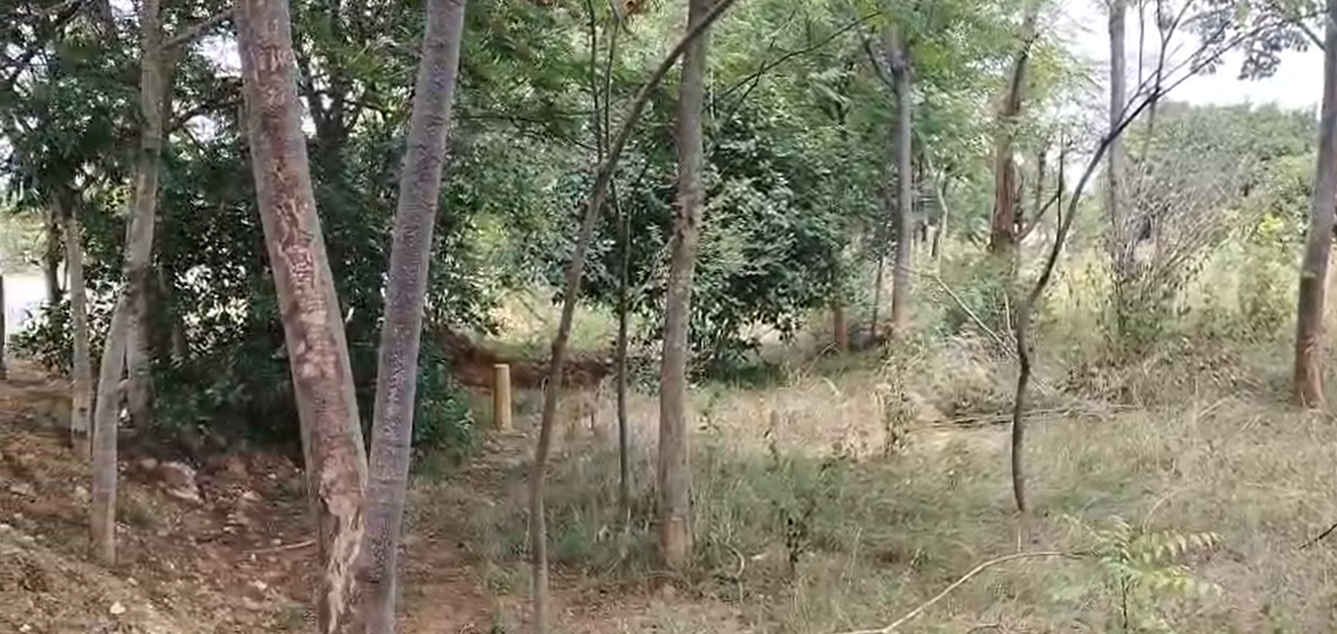 39 Acres Agricultural Land for Sale – Kurubarahalli, Chikkaballapur
