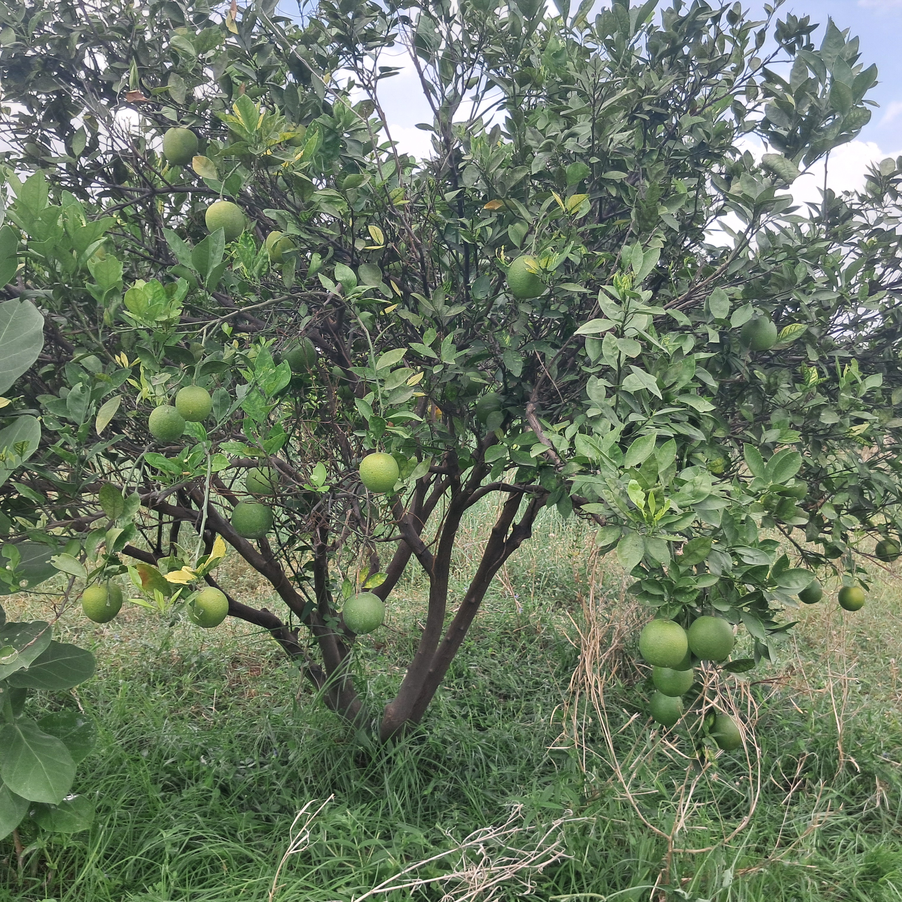 10 Acres Agricultural Land For Sale (BATHAI THOTA)