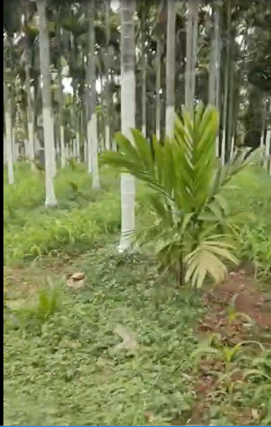 Farm Land for Sale – Holavanahalli, Koratagere