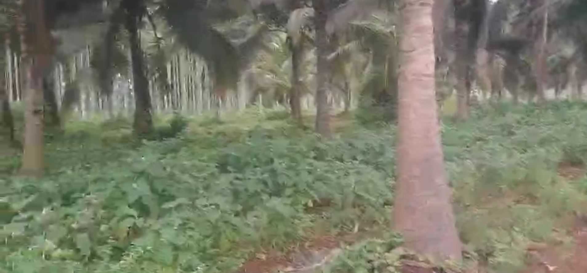 Agricultural Land for Sale – Tumakuru to Shivamogga Road