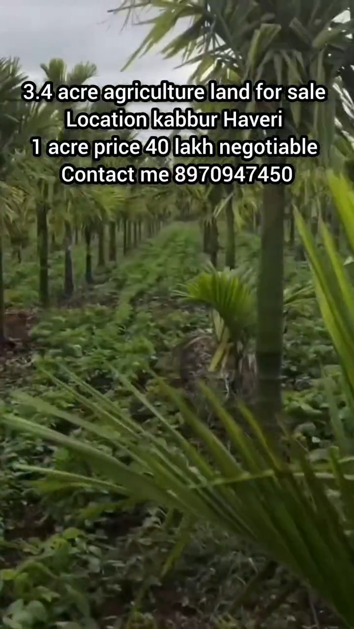 Palm-Lined Agricultural Oasis in Kabbur's Lush Countryside | 3.4 Acres, Karnataka