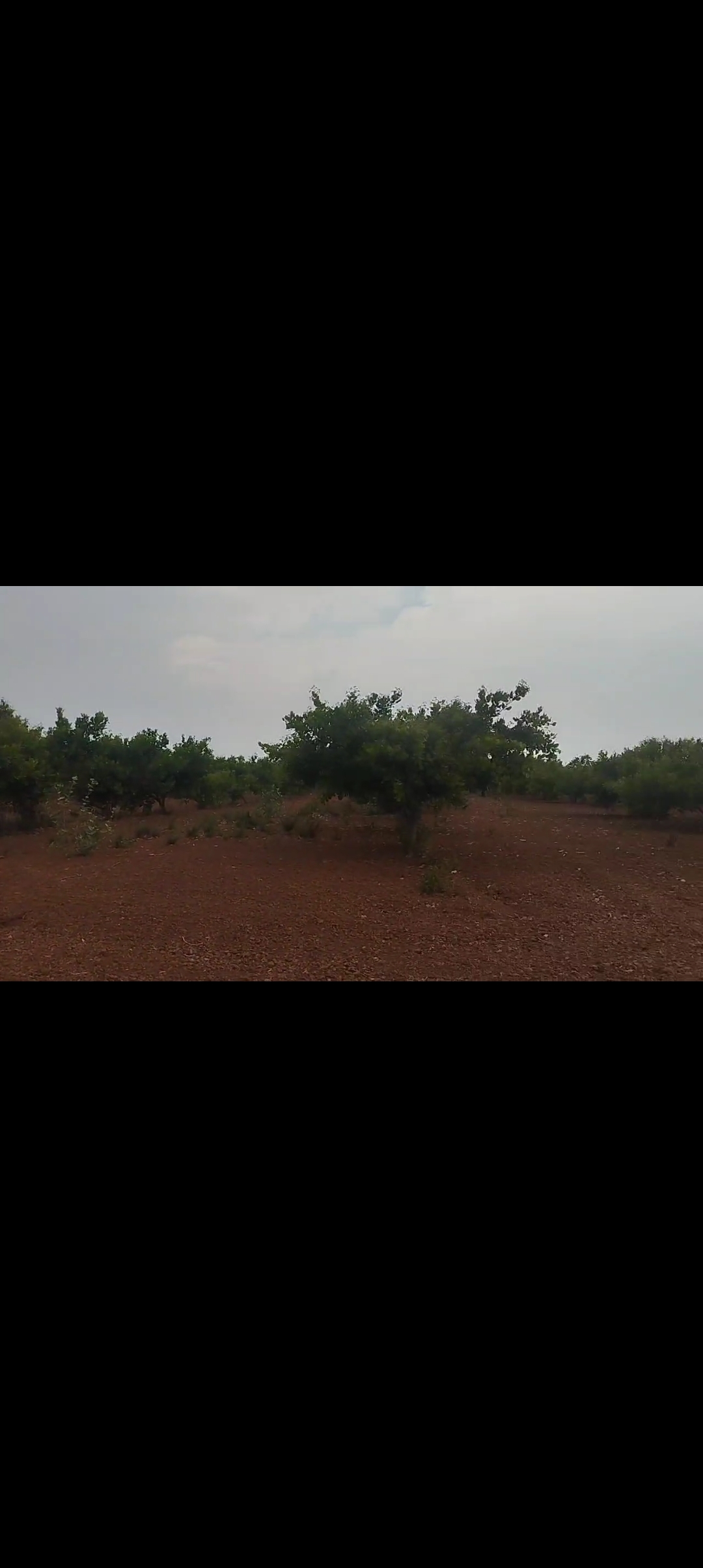 Expansive Agricultural Land Amidst Verdant Fields | 1000 Acres, Dogaranayakanahalli